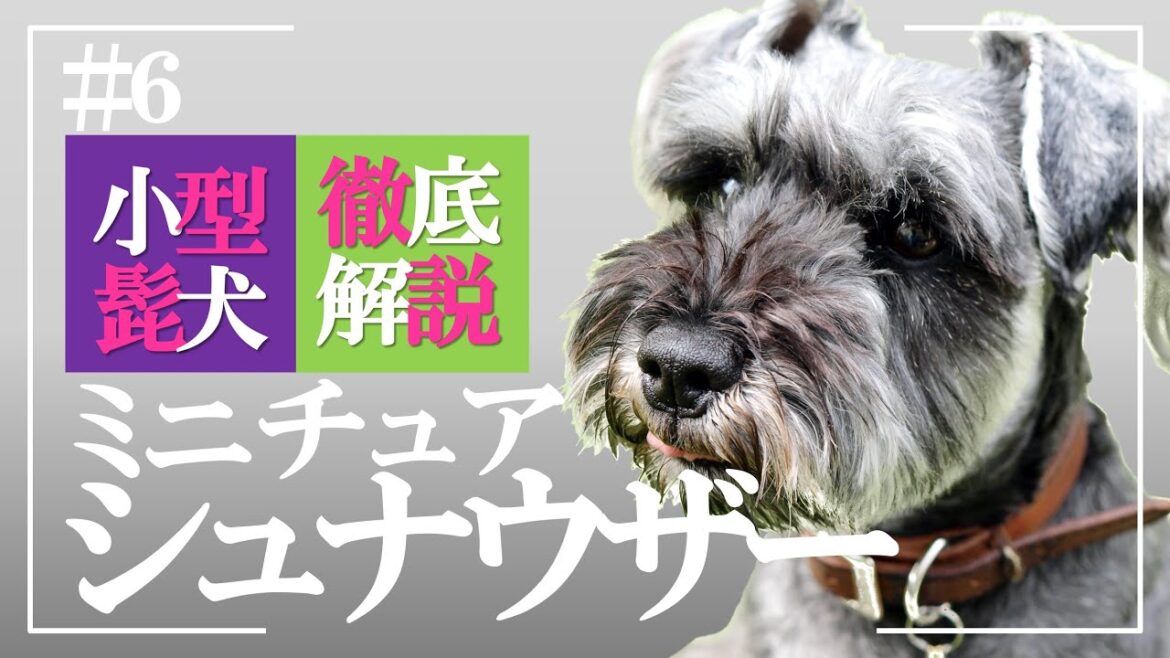 【こんなのシュナだけ!?科学は犬種をこう見ている】幸せホルモンのドッグトレーナーが徹底解説!ミニチュアシュナウザーの性格、魅力、飼い方のポイント 【こんなのシュナだけ!?科学は犬種をこう見ている】幸せホルモンのドッグトレーナーが徹底解説!ミニチュアシュナウザーの性格、魅力、飼い方のポイント