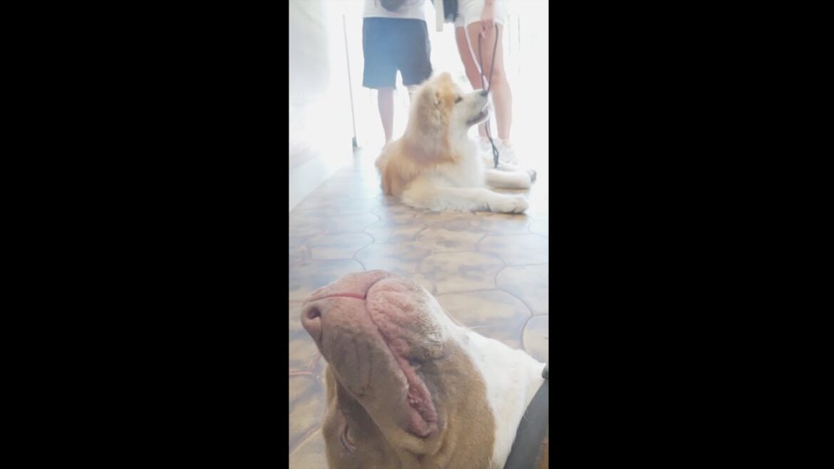 Akita dog and Pitbull meet at a bar. Check out the full version in the comments or description.