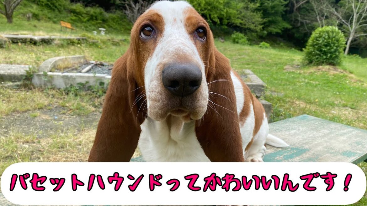 バセットハウンドって可愛いんです！