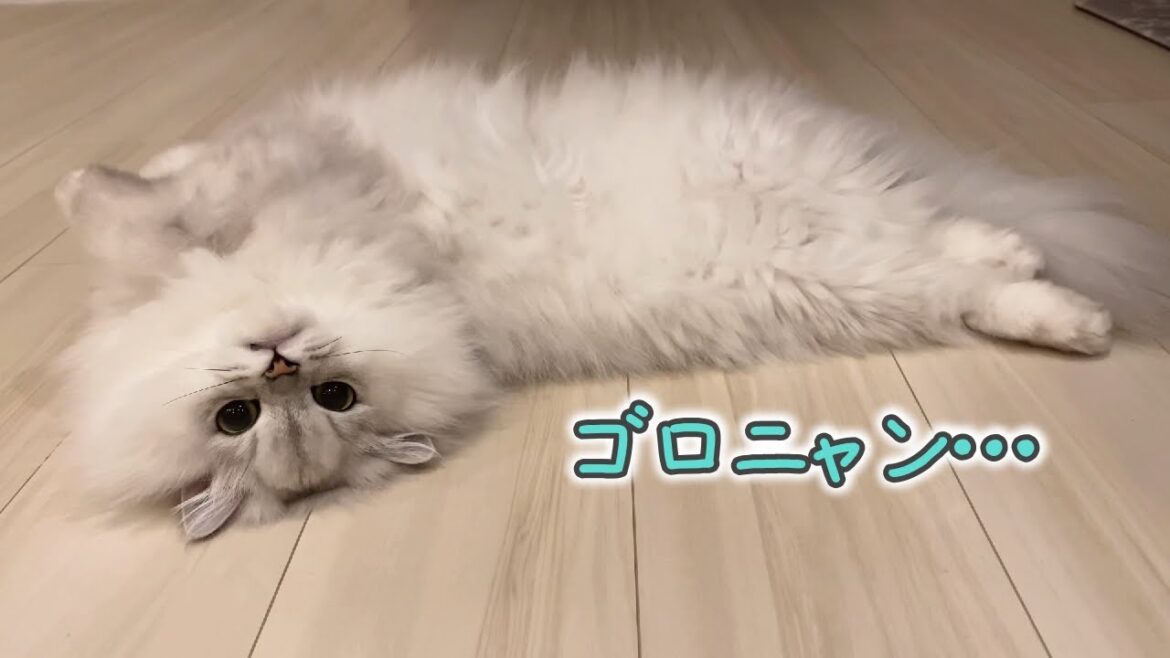 猫に触れたくなる魅惑のモフモフ動画がこちらです