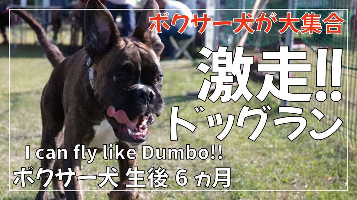 3か月6か月9か月のボクサー犬 とドーベルマンの子犬がドッグランを大激走!!