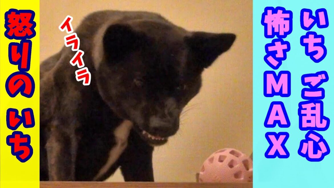 【Wrath of cute Japanese dog 】甲斐犬、怒る。 - 甲斐犬いち -【ENG_sub】