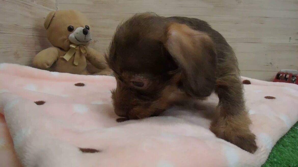 Coo&RIKU　No00433485 Ｍ・ダックスフンド（ワイヤーヘアー）