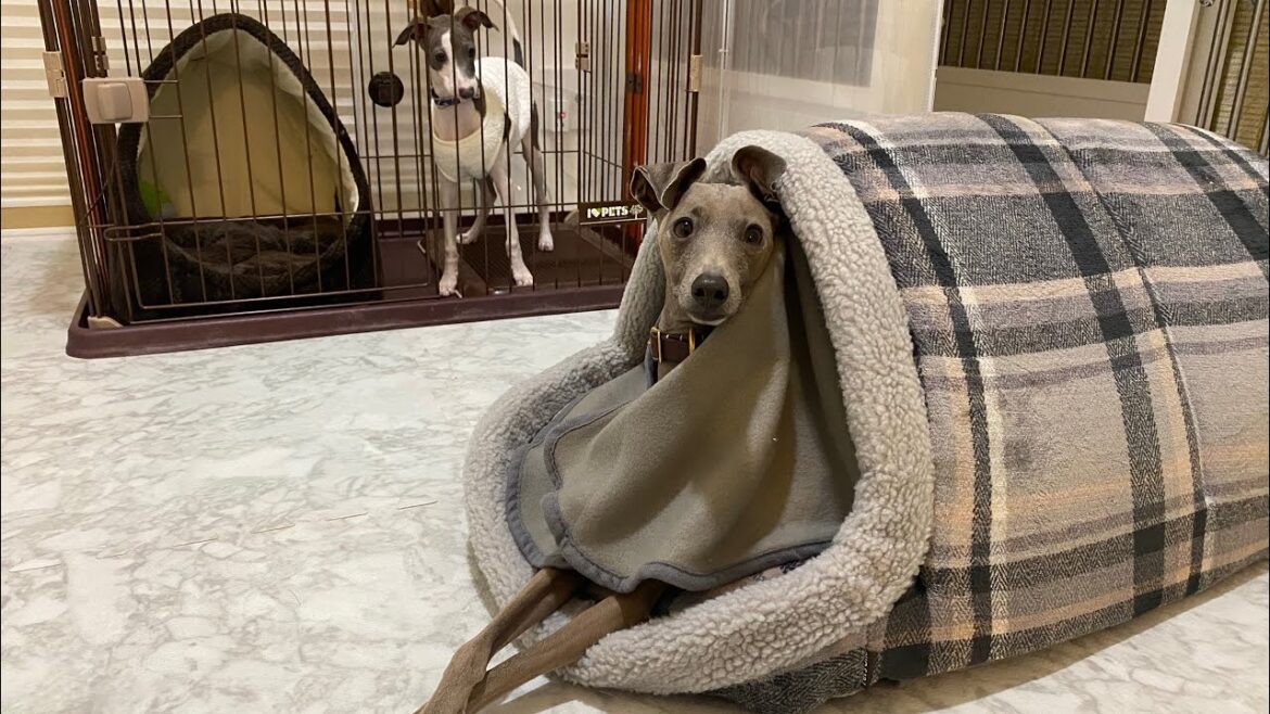 このカインズのベッドが最強かもしれん【イタグレ】 このカインズのベッドが最強かもしれん【イタグレ】