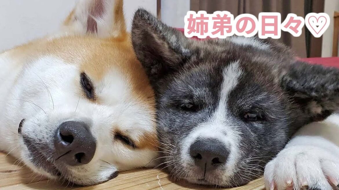 可愛すぎる秋田犬姉弟との生活♡ ほっこり成長の日々 可愛すぎる秋田犬姉弟との生活♡ ほっこり成長の日々