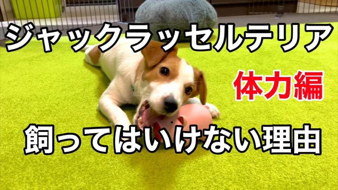 【注意】ジャックラッセルテリアを飼ってはいけない理由［しゃべる犬 ジャックラッセルテリア］
