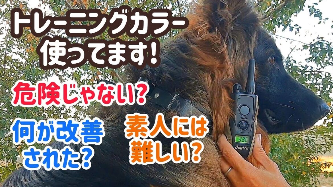 【ジャーマンシェパード】トレーニングカラーを正しく安全に使えば、愛犬との関係がもっと深くなる！