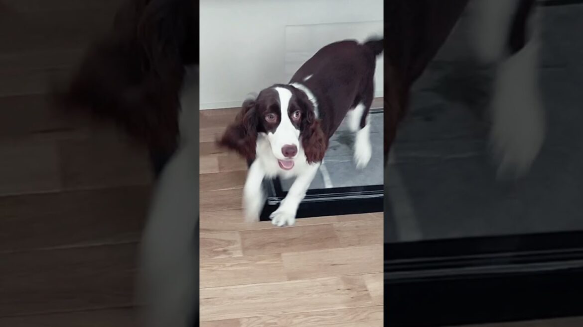 大暴れ中でも例の指示に従うイングリッシュスプリンガースパニエル　#shorts