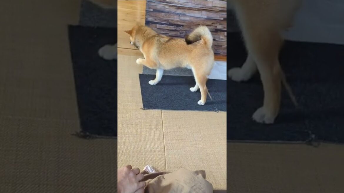 柴犬の歯が抜ける瞬間