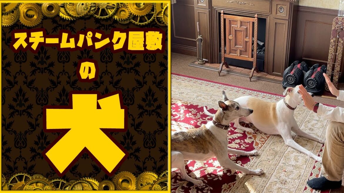 スチームパンクハウス・蒸気邸のウィペット犬トレーニング