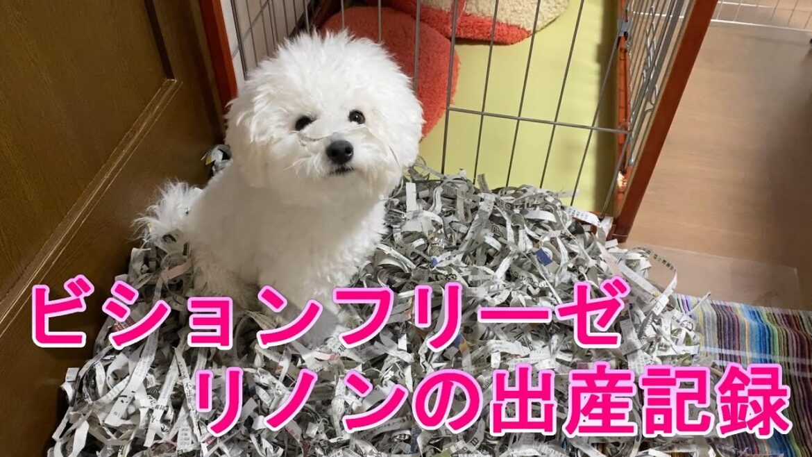 ビションフリーゼの出産! 感動!! ビションフリーゼの出産! 感動!!