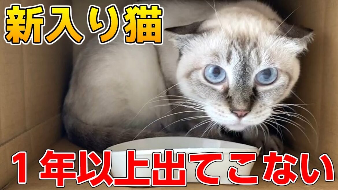 1年以上ケージから出てこないシャム猫に少し変化？！