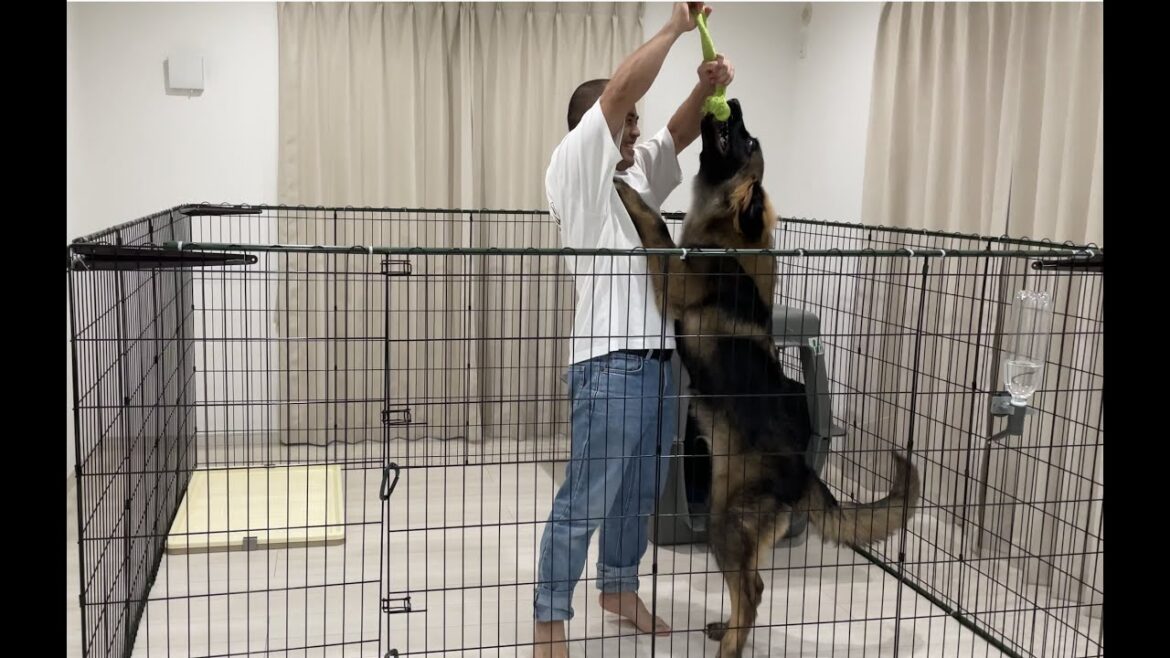 【超大型犬】　旦那 VS  ボーズ　Leonberger　レオンベルガー