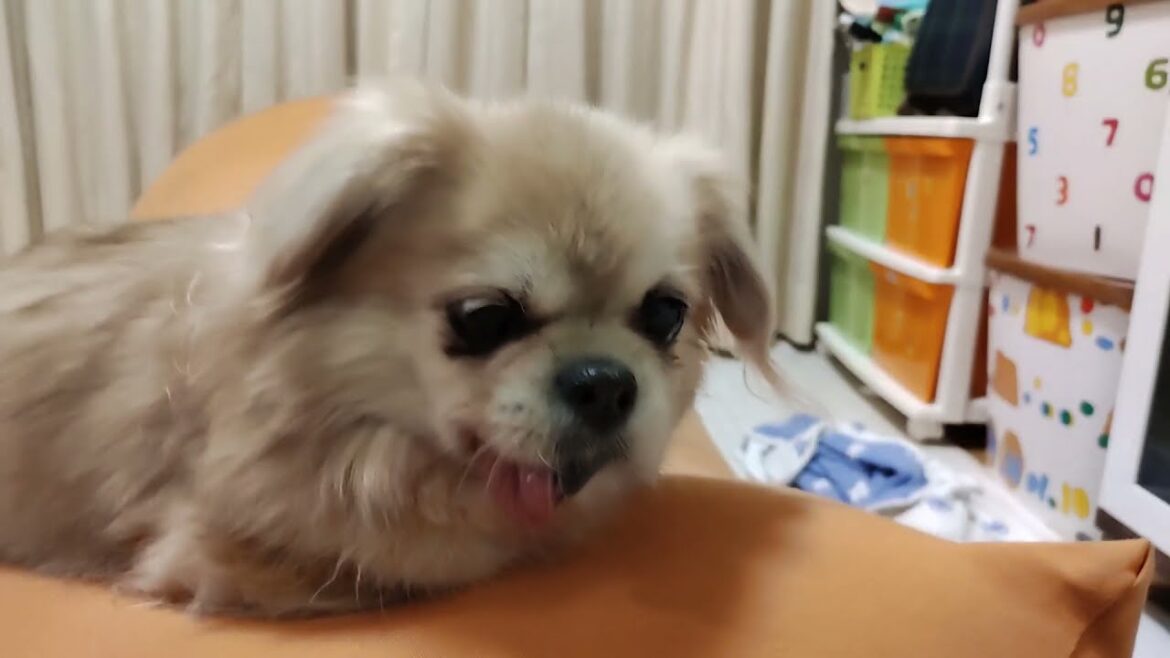 マニちゃんウロウロ　#チベタンスパニエル
