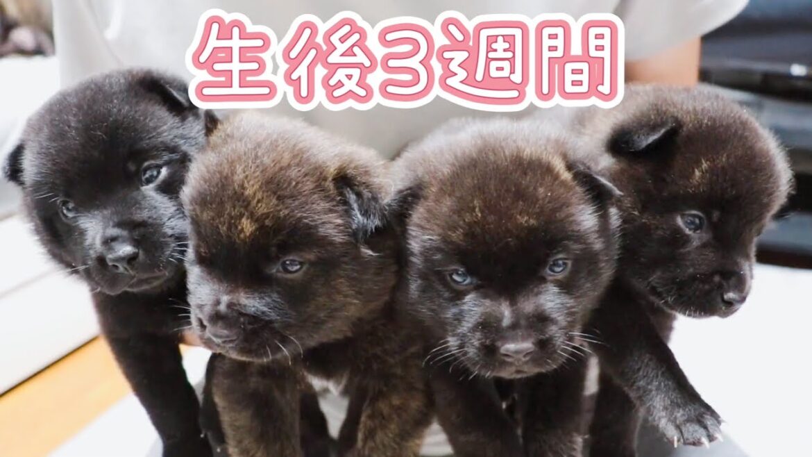 甲斐犬の子犬 産まれてから３週間