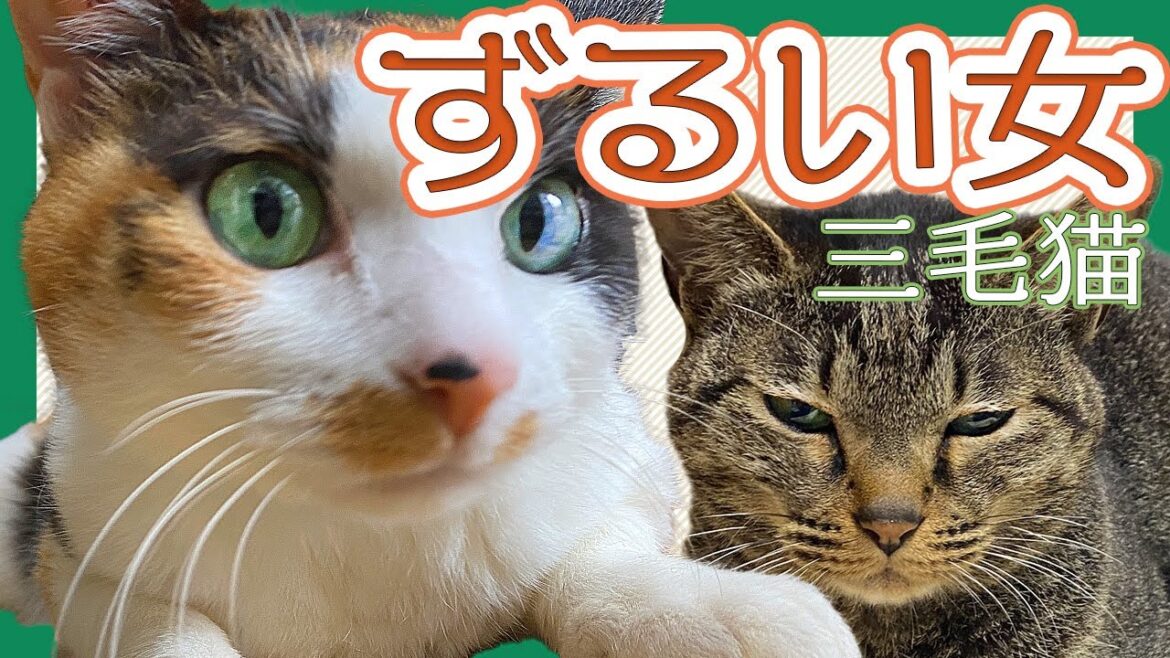 ずるい女、三毛猫/キジトラ猫と三毛猫/日本猫 ずるい女、三毛猫/キジトラ猫と三毛猫/日本猫