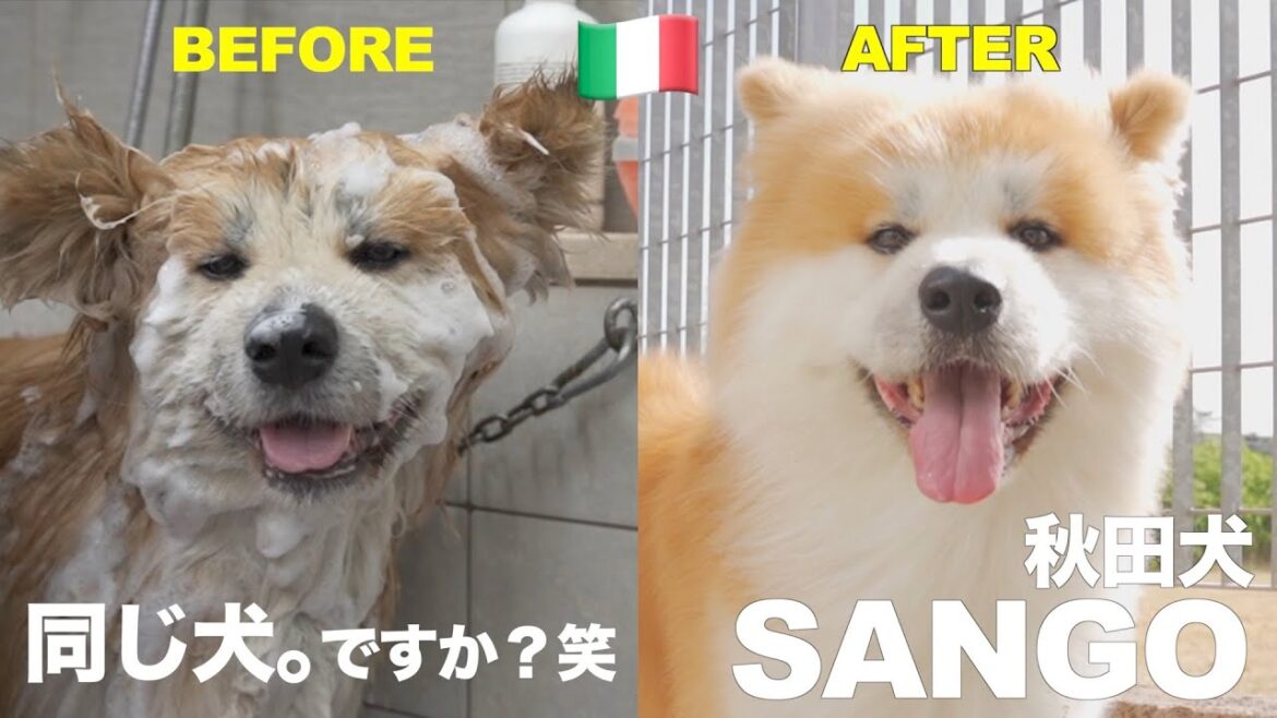 Who are you? Transform into a fluffy dog at a popular Italian pet salon♪ Who are you? Transform into a fluffy dog at a popular Italian pet salon♪