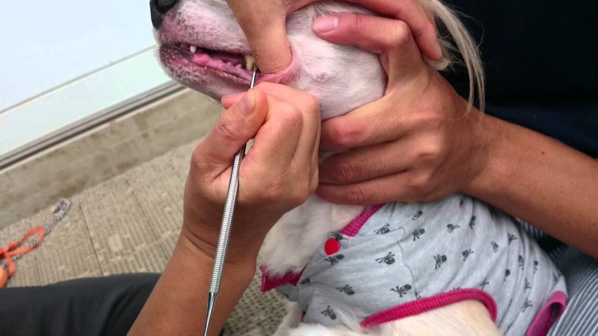 犬のしつけ　チャイニーズ・クレステッド・ドッグ　歯石取りの実践　静岡県浜松市