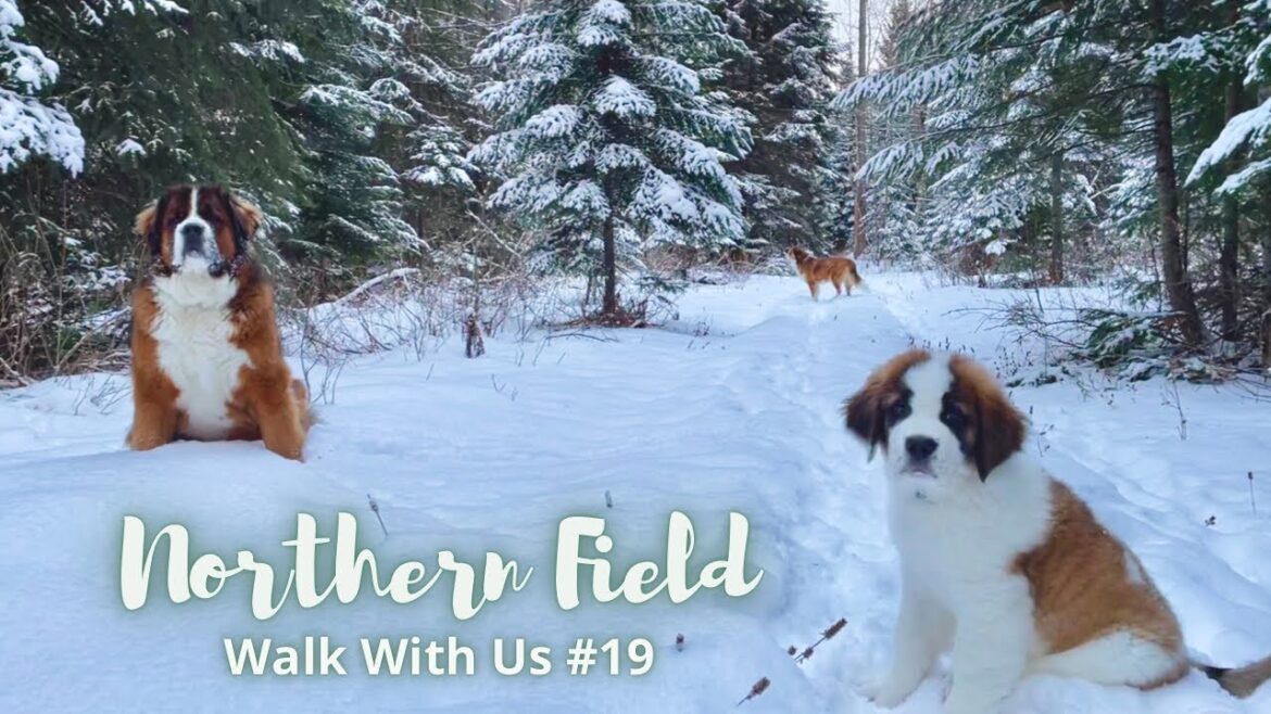 【超大型犬とカナダで田舎暮らし・海外生活】セントバーナード子犬 ボウの成長記/一緒に散歩しよう#19/犬Vlog 【超大型犬とカナダで田舎暮らし・海外生活】セントバーナード子犬 ボウの成長記/一緒に散歩しよう#19/犬Vlog