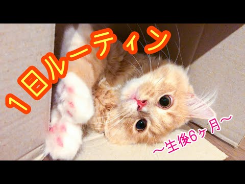 生後6ヶ月子猫の1日ルーティン【サイベリアン 】 生後6ヶ月子猫の1日ルーティン【サイベリアン 】