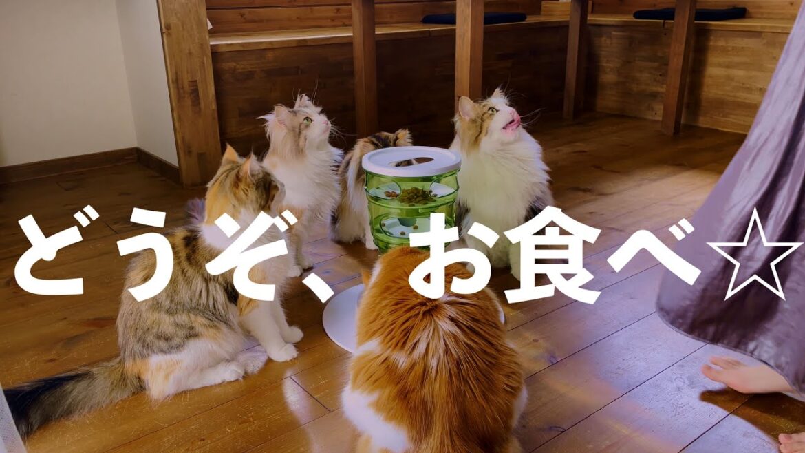 早食い防止食器を９ヶ月間特訓した結果、こうなりました｜ノルウェージャンフォレストキャット｜迷路フードツリー｜