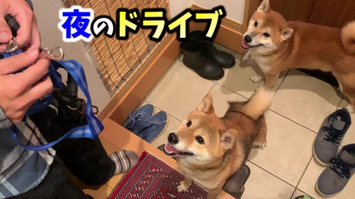 夜のコンビニでギャルを探す柴犬