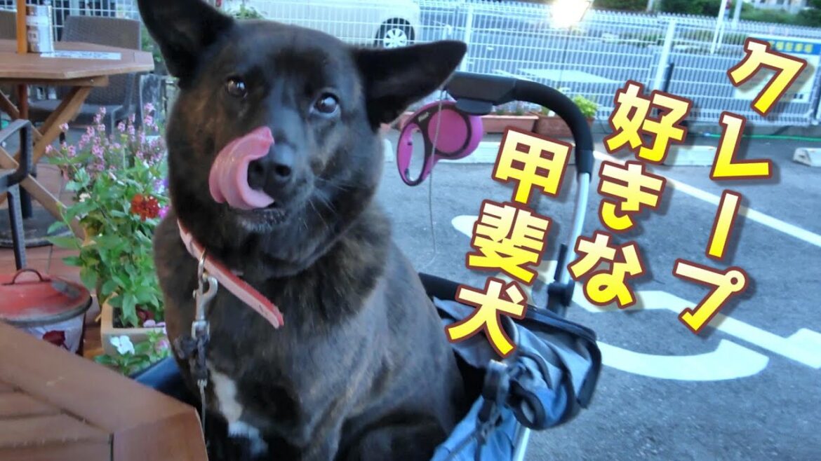 クレープが好きな甲斐犬