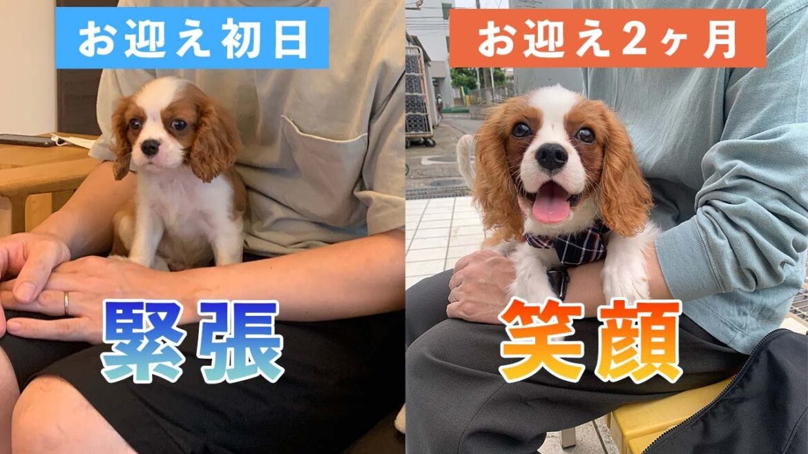 【生後4ヶ月記念】キャバリア子犬ノアの成長をまとめました