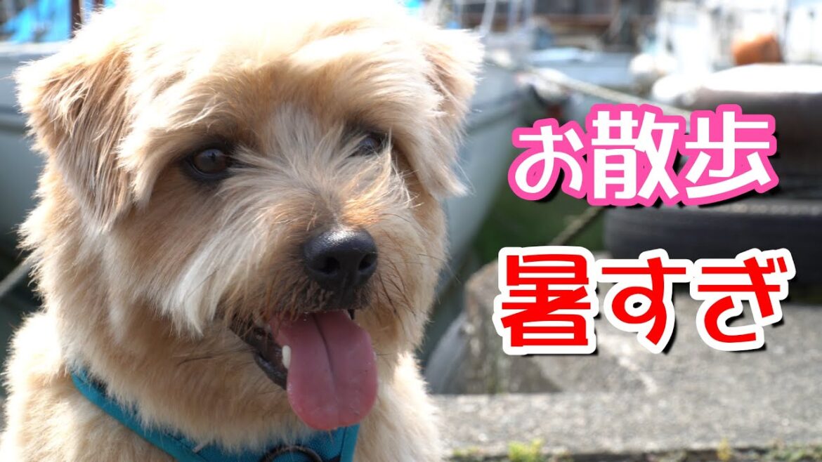 ノーフォークテリア　お散歩　暑すぎ！