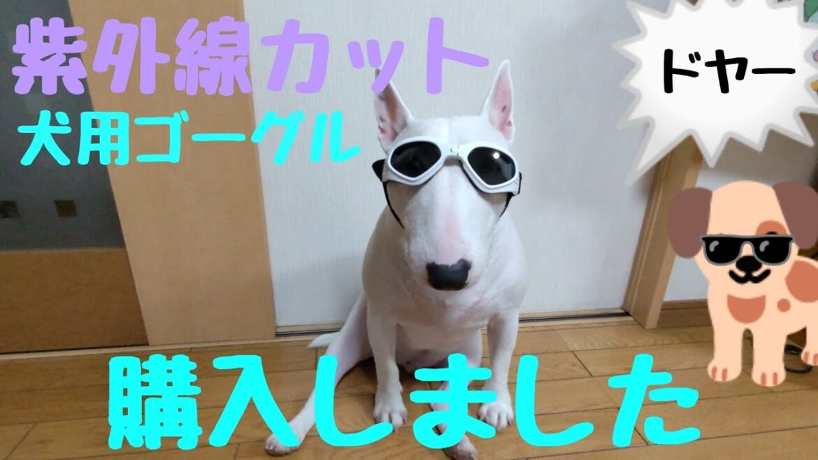 ミニチュアブルテリア♪紫外線カット 犬用ゴーグル購入しました#犬 #miniatureburiteria#犬用ゴーグル