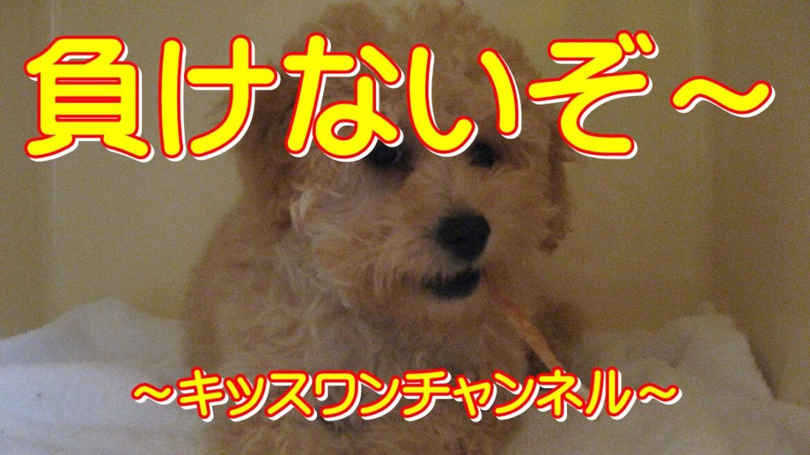 負けないぞ～【ポメラニアン boo】0640　お泊まり中のバセンジーのせんちゃんです！ドッグランで遊んでいるところを直撃してみました！すると早速私を挑発しています！私もそれに乗ってみました！お互いに…