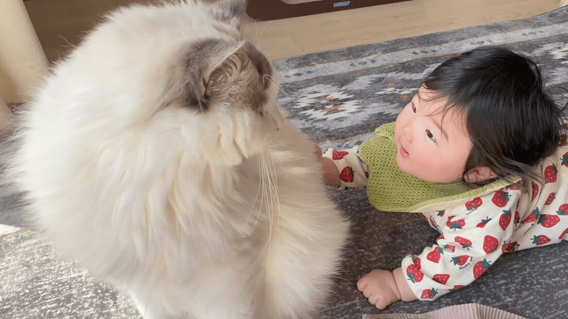 もふもふ猫を堪能する赤ちゃんがこちら…笑【ラグドール】