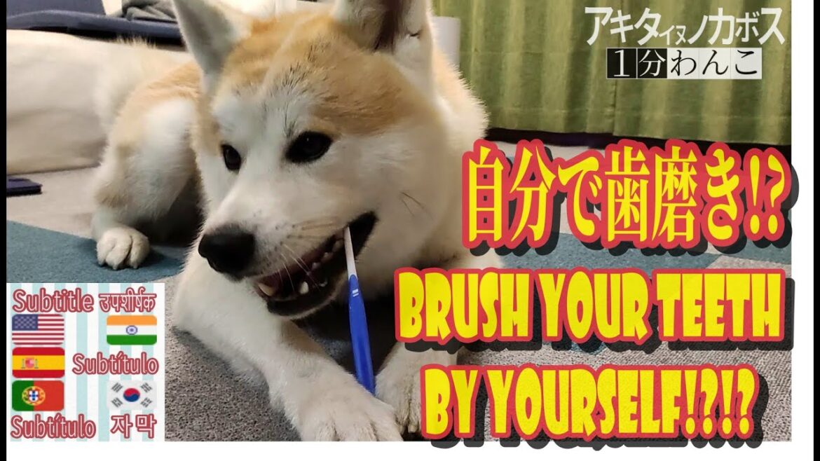 【ハミガキーヌ】自分で歯磨き！？器用すぎる秋田犬・かぼす　#秋田犬 #癒やしのペット動画 #犬 #癒やし #akitainu #おもしろ #かわいい #1分ワンコ