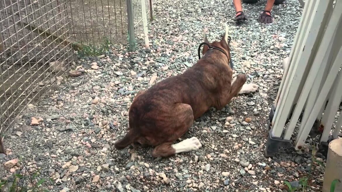 犬のしつけ　ボクサー犬オス　はじめての散歩　静岡県浜松市