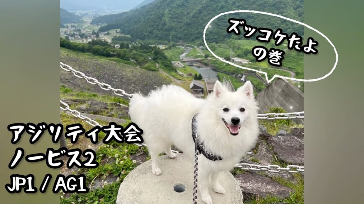 【アジリティ大会】ズッコケた！【日本スピッツ☆もち】
