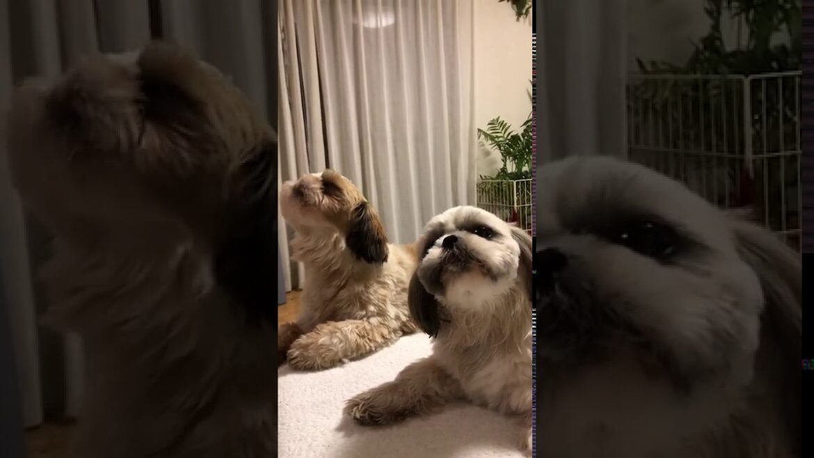 モネコロンから’おめでと～♪♪