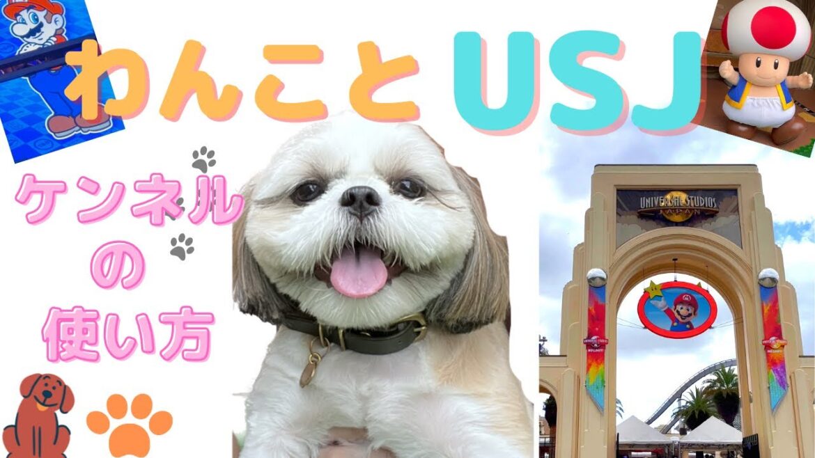 【わんことUSJ】ユニバーサルスタジオのケンネルをシーズー子犬が活用してみた。How to enjoy USJ with Shihtzu puppy