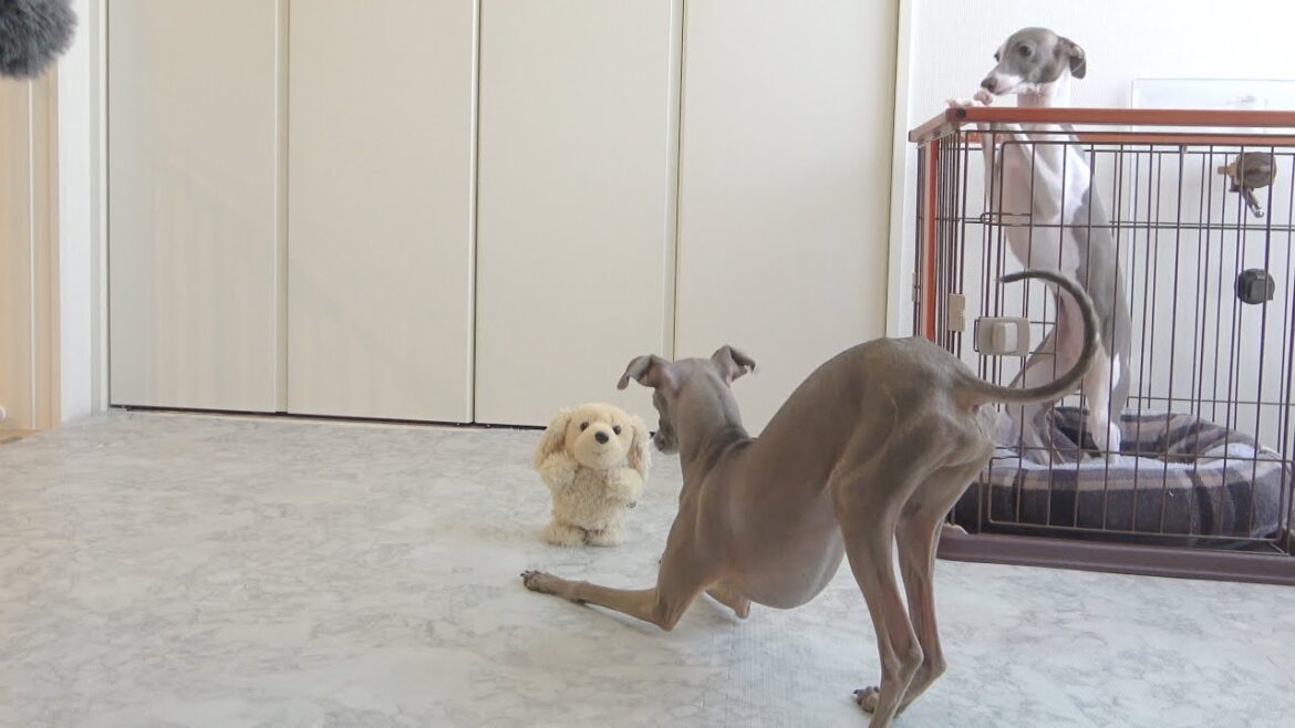 おもちゃが急に喋り出した時のうちの犬の反応がこちらwww【イタグレ】