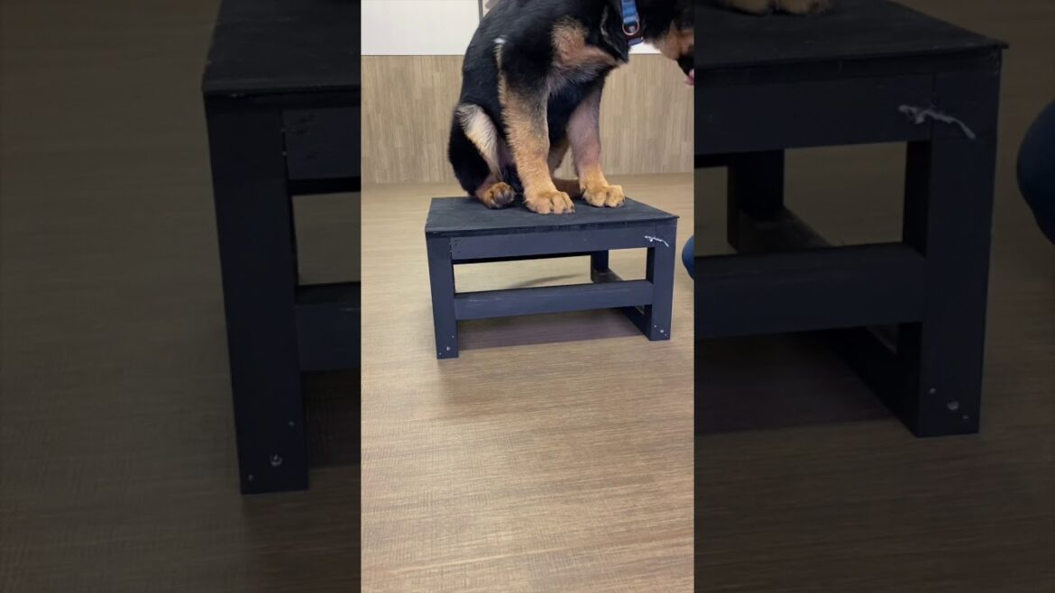子犬  台乗りに挑戦。ジャーマンシェパード 子犬  台乗りに挑戦。ジャーマンシェパード
