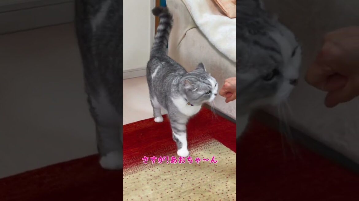 上の階にいる兄猫を呼んだら猛ダッシュでやってきた@shotrs
