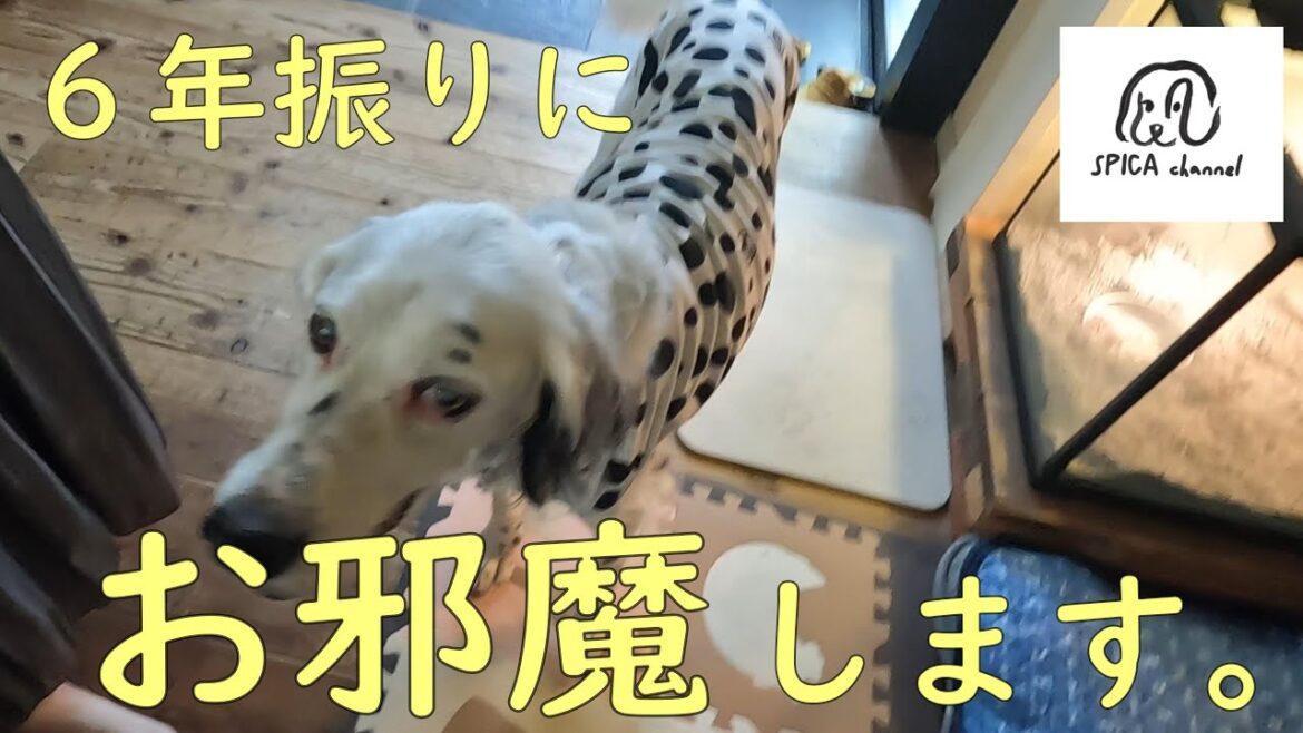 【愛知県】6年ぶりの再会／ドーベルマン・ダルメシアン・イングリッシュセターが豊川稲荷を練り歩く