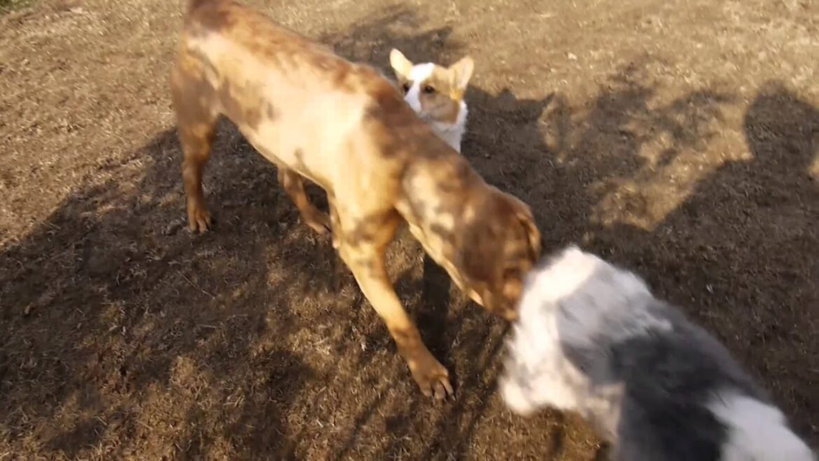 犬達の長閑な午後！