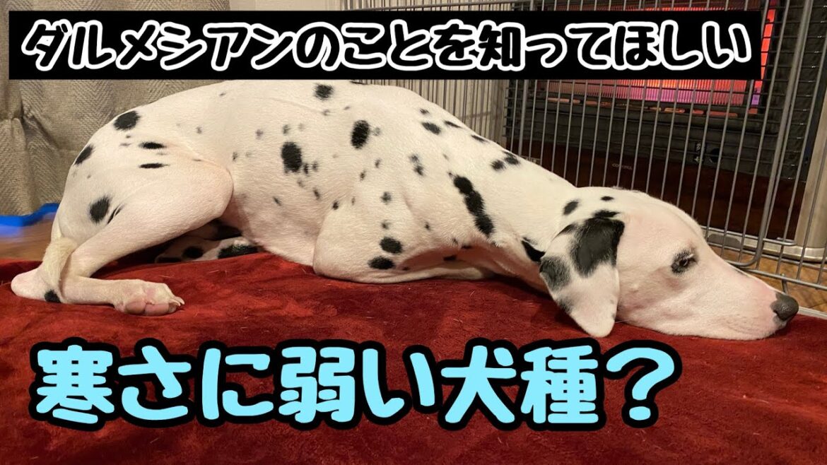 極寒な地域で暮らすダルメシアンの寒さ事情について【ダルメシアンは寒さに平気なの？】