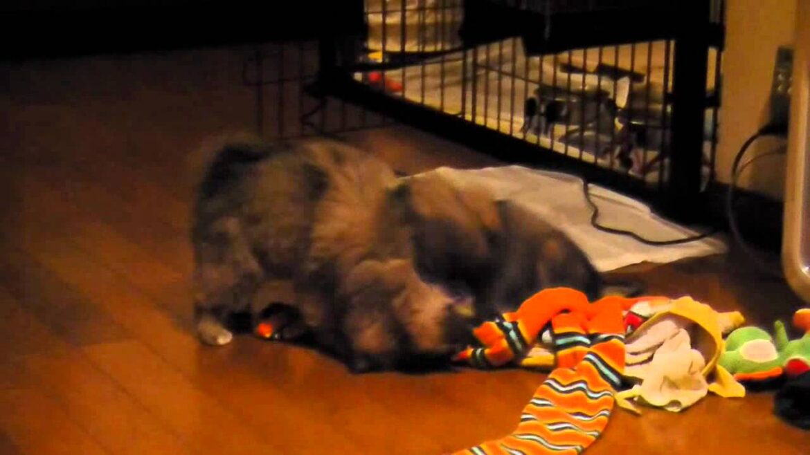 じゃれあうチベタンスパニエル　Tibetanspaniel