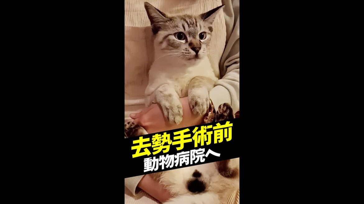 去勢手術前の猫のタマタマのご様子