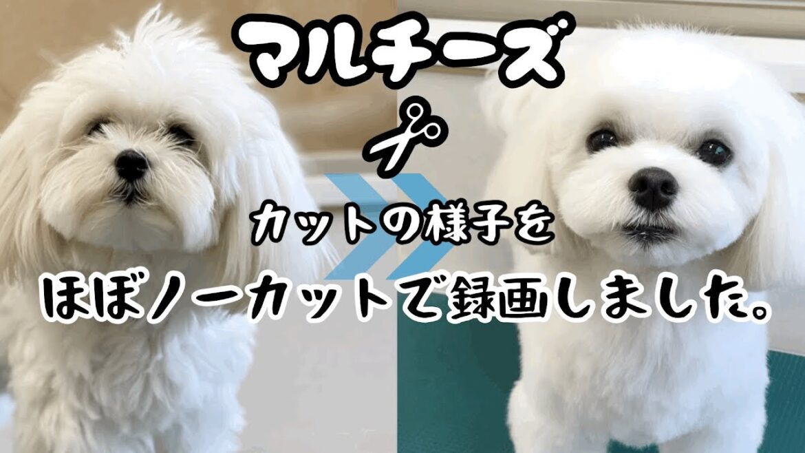 【マルチーズ】カットの様子をほぼノーカットで公開。