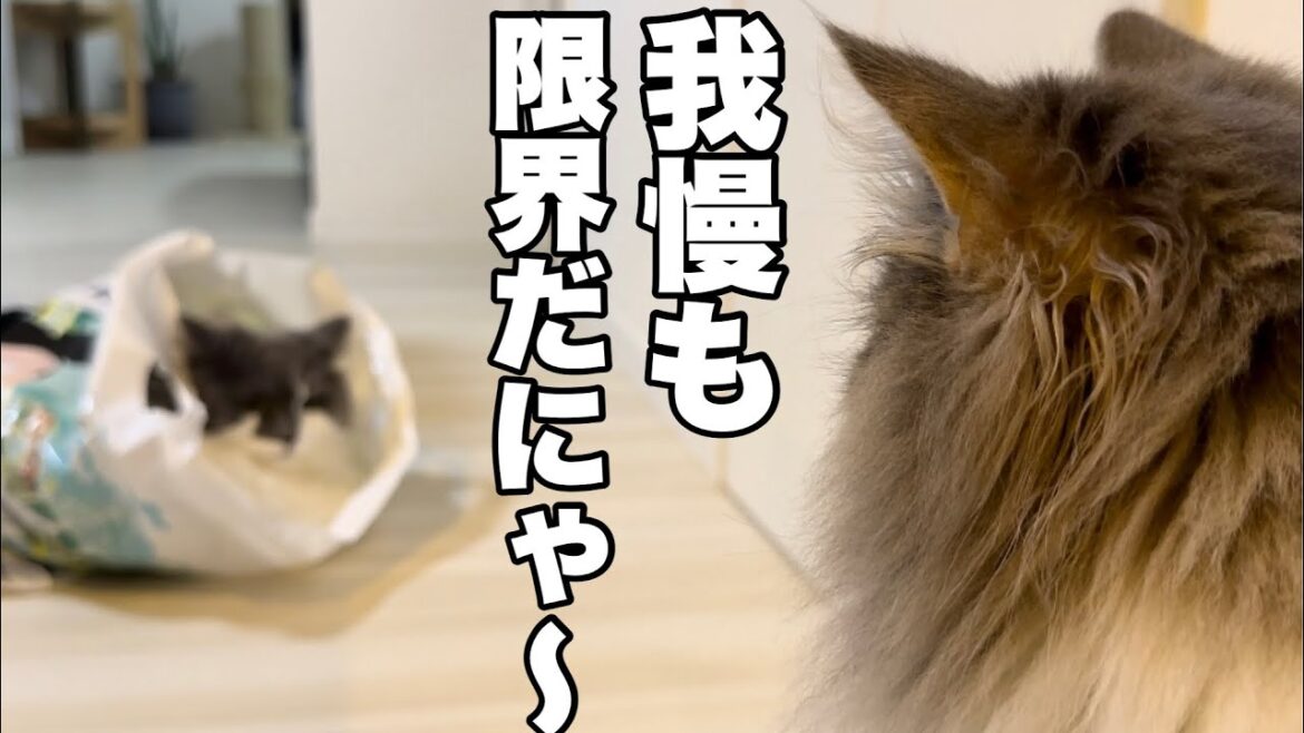 『我慢も限界だにゃ〜』と3匹の猫がそれぞれに言い合う♡複数飼いは大変だよ❗️