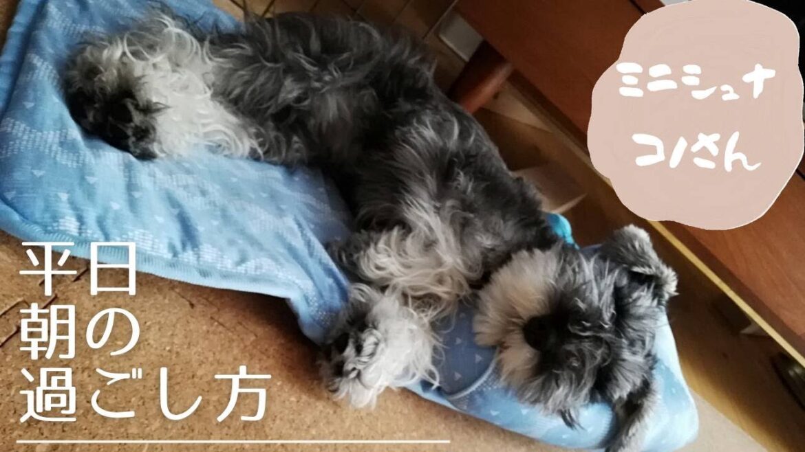 わんこ　共働き　平日朝のルーティン　～ミニチュアシュナウザー～