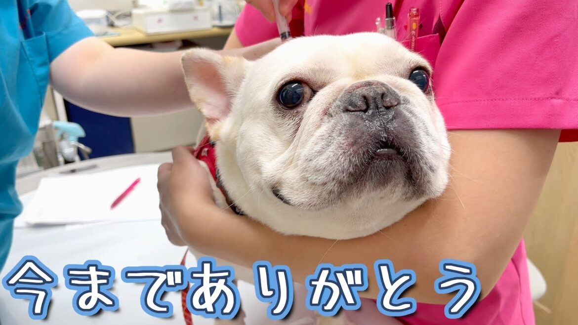 今までありがとう。先生からのサプライズに大号泣【フレンチブルドッグ frenchbulldog】