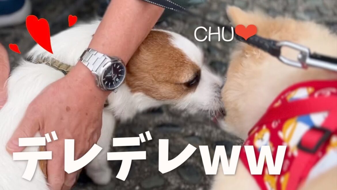 久しぶりにお散歩に行ったら彼女に会えてデレデレのジャック/ジャックラッセルテリア/多頭飼い 久しぶりにお散歩に行ったら彼女に会えてデレデレのジャック/ジャックラッセルテリア/多頭飼い